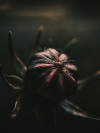 Close-up of fresh red flower over black background