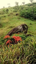 Close-up of iguana on field against sky