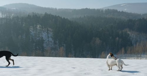 Dog on field against snowcapped mountains during winter