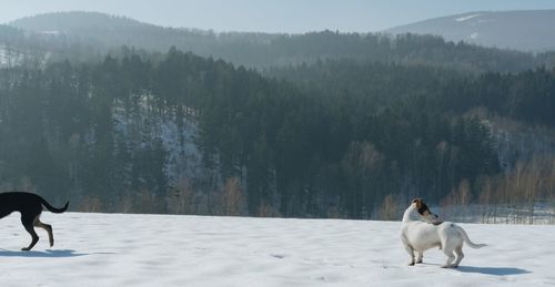 Dogs on snow covered field against forest