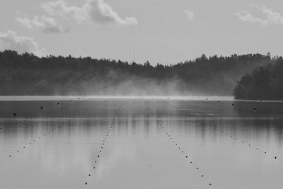 Reflection of trees in water