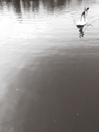 Reflection of trees in water