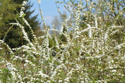 Close-up of white flowers