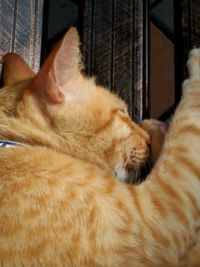 Close-up of cat sleeping