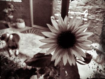 Close-up of flowers