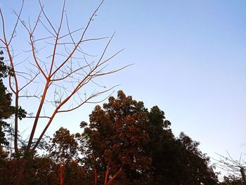 Low angle view of trees against clear blue sky