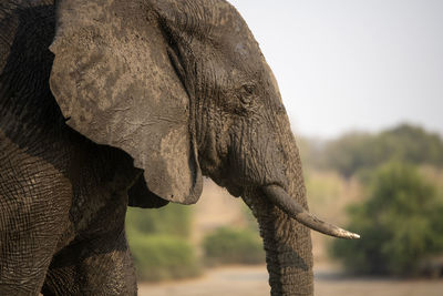 Close-up of elephant