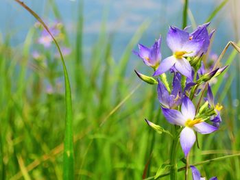 Close-up of purple crocus blooming outdoors