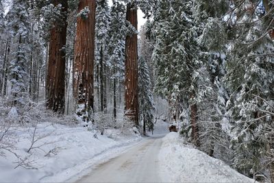 Snow covered trees in winter