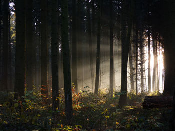 Trees in forest