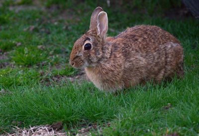 Close-up of a rabbit on field