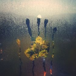 High angle view of yellow flowers on wet glass window
