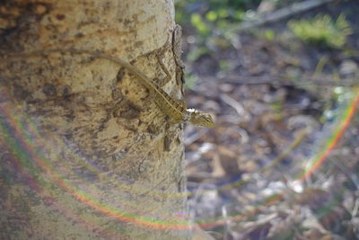 Close-up of insect on tree trunk