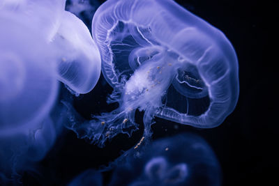 jellyfish