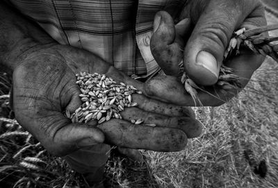 Close-up of farmer holding seeds at field