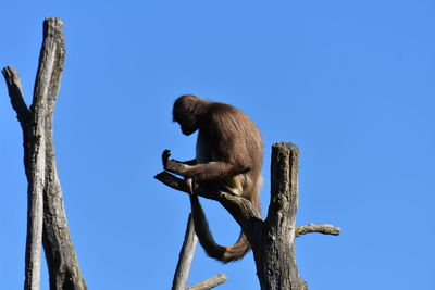 Low angle view of monkey on tree against clear blue sky