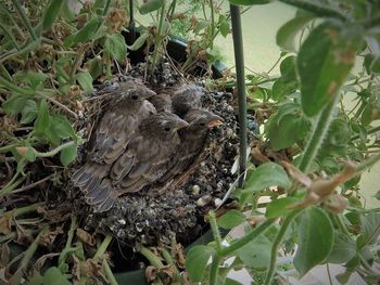 Close-up of bird perching on tree