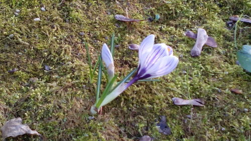 Close-up of crocus flowers growing in field