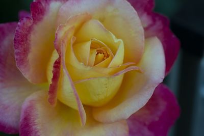 Close-up of pink rose