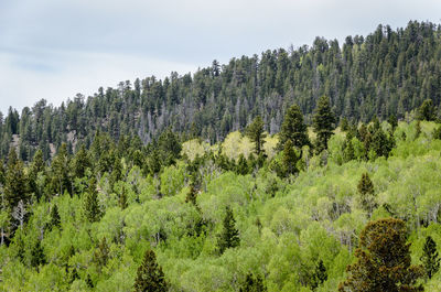 Scenic view of forest against sky