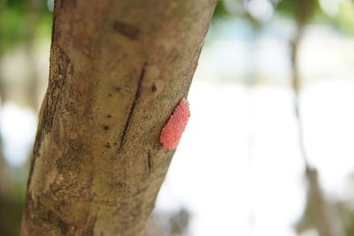 Close-up of heart shape on tree trunk