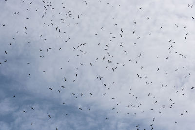 Low angle view of birds flying in sky