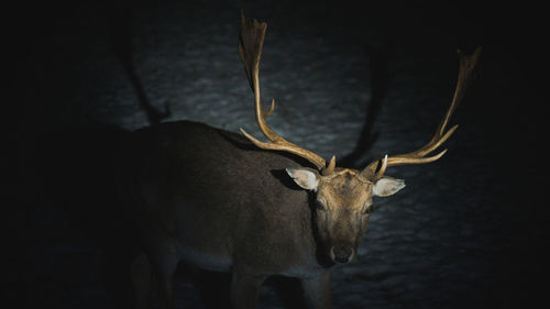 Deer looking at camera at night