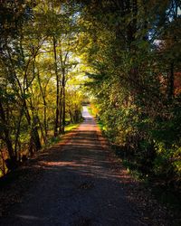 Road amidst trees in forest during autumn