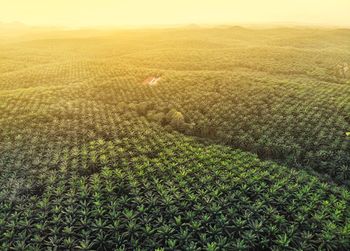 High angle view of crop field
