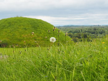 Scenic view of green field against sky