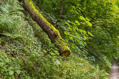 View of a tree trunk