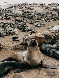 High angle view of sea lion on sand