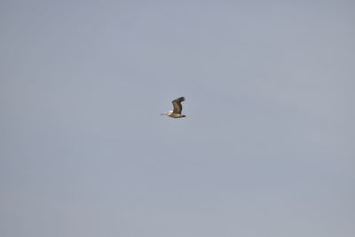 Low angle view of bird flying in sky