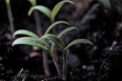 Close-up of plant growing on field