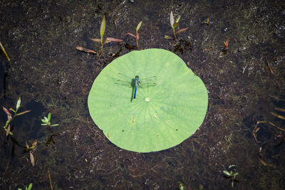 High angle view of leaf floating on pond