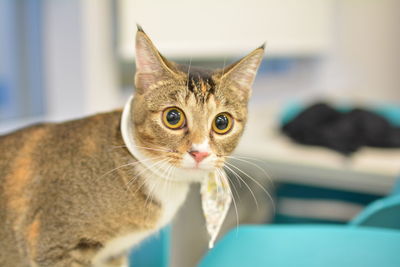 Close-up portrait of cat