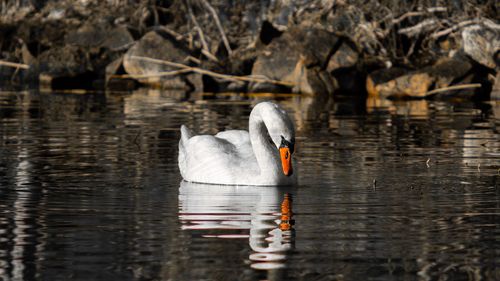 Swan swimming in lake