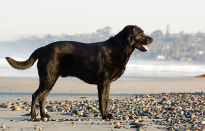 Side view of black labrador panting while standing at beach against sky