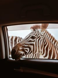 Zebras looking into car