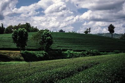 Scenic view of agricultural field against sky