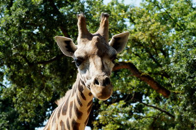 Close-up of giraffe