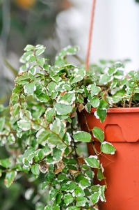 Close-up of potted plant