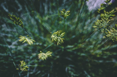 Close-up of pine tree