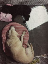 High angle view of dog relaxing on floor