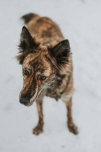 Close-up of dog looking away