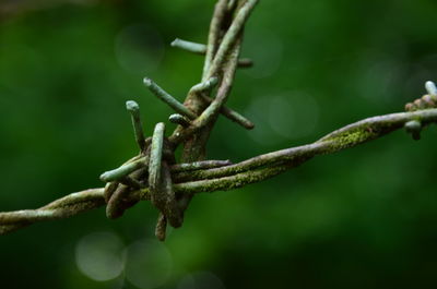 Close-up of branch