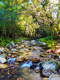 Surface level of stream amidst trees in forest