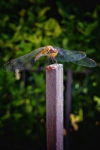 Close-up of dragonfly perching on wooden post