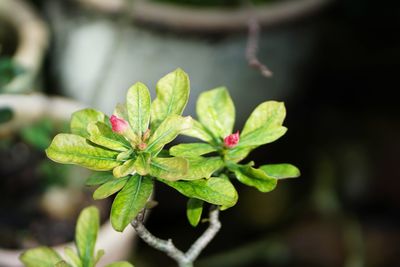 Close-up of green leaves