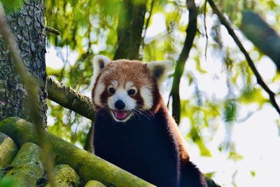 Low angle view of a monkey on tree
